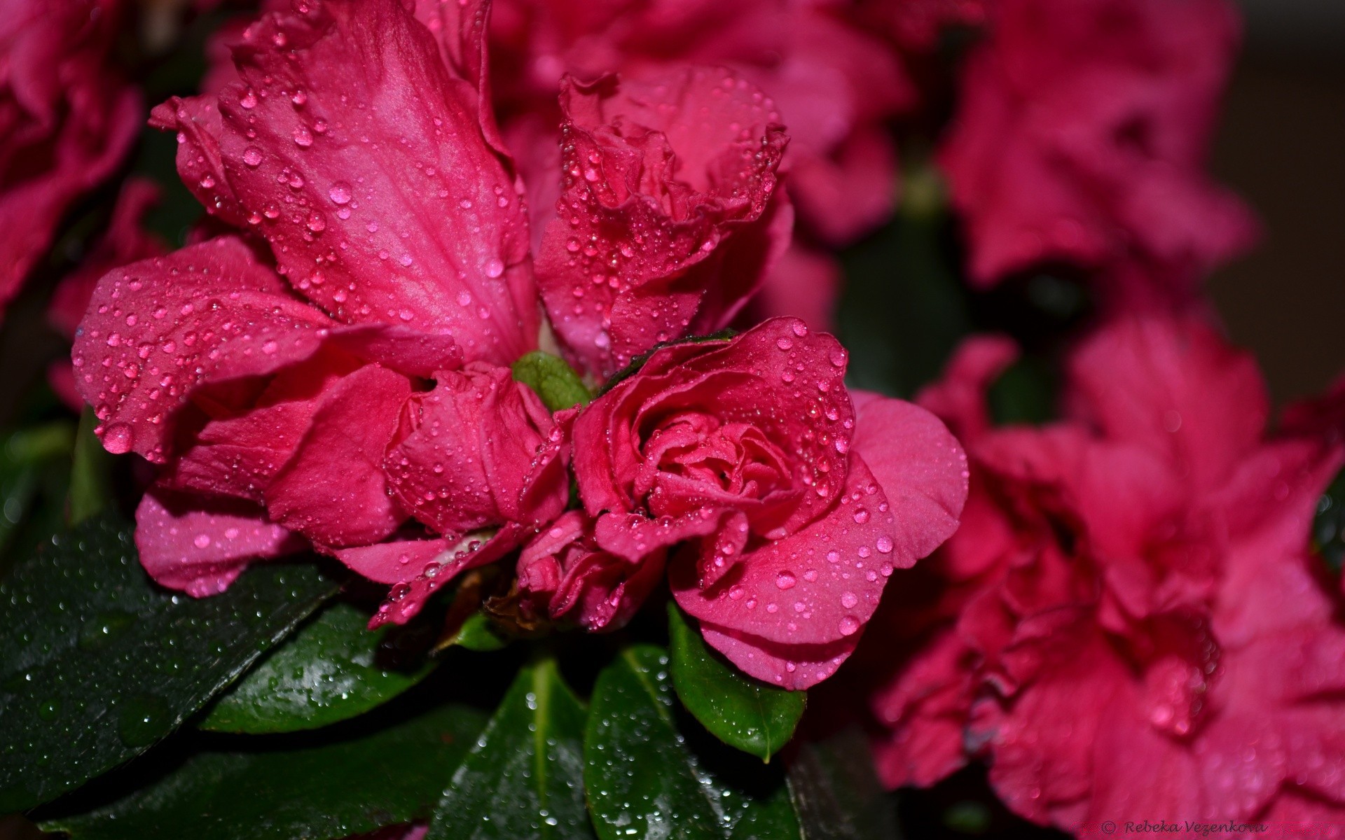 fiori flora natura fiore foglia giardino petalo floreale fiore estate colore bella rosa luminoso primo piano