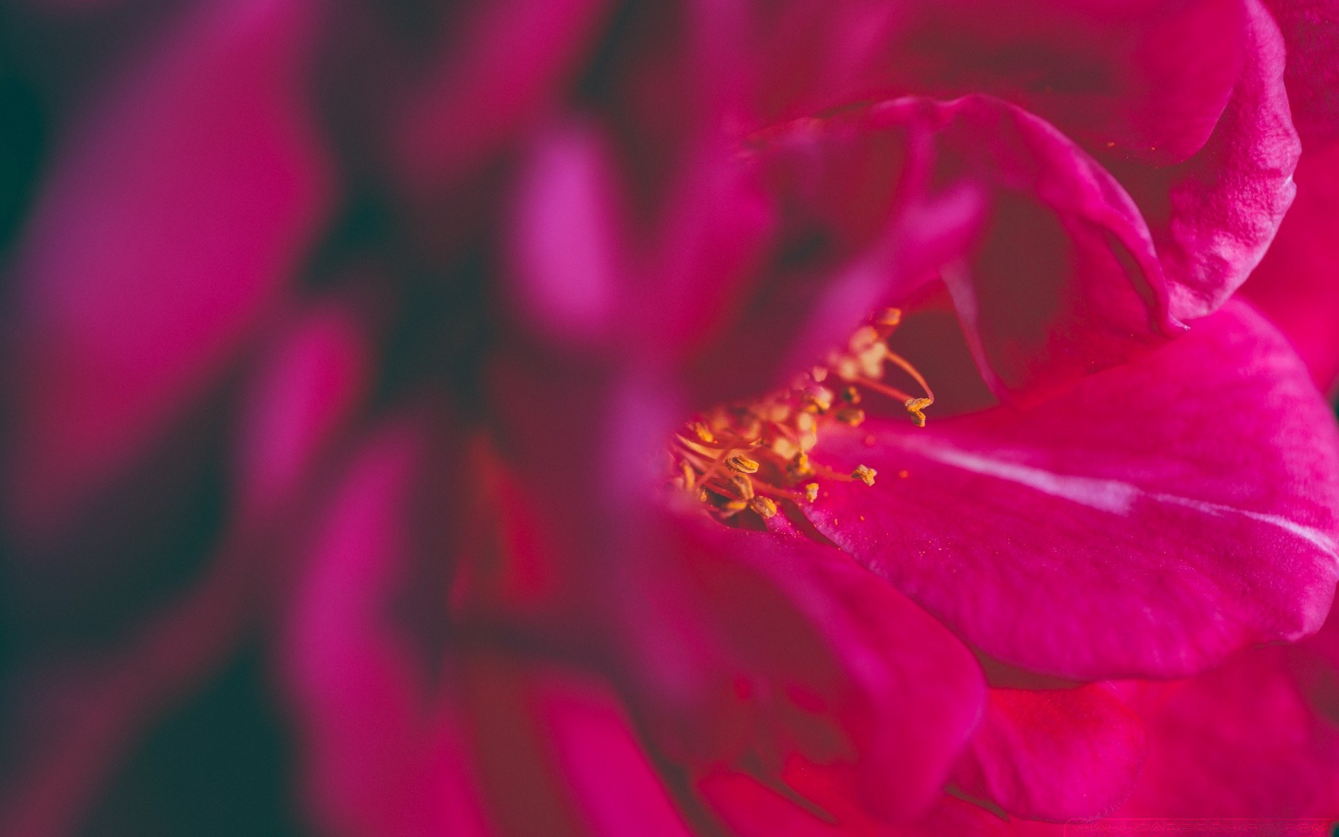 flowers flower nature color flora garden beautiful blur bright petal summer close-up delicate blooming desktop