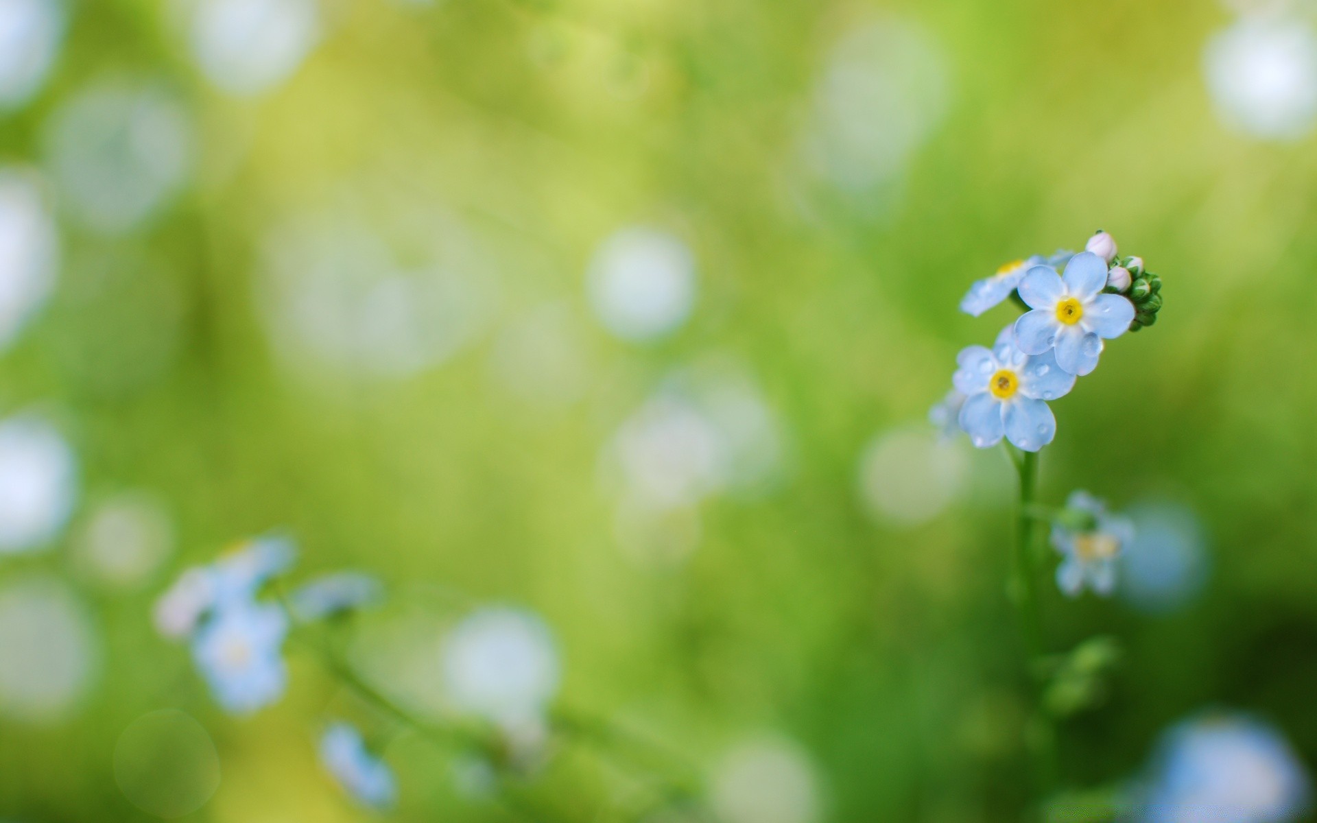 flowers nature blur flora leaf flower summer growth garden fair weather grass outdoors bright