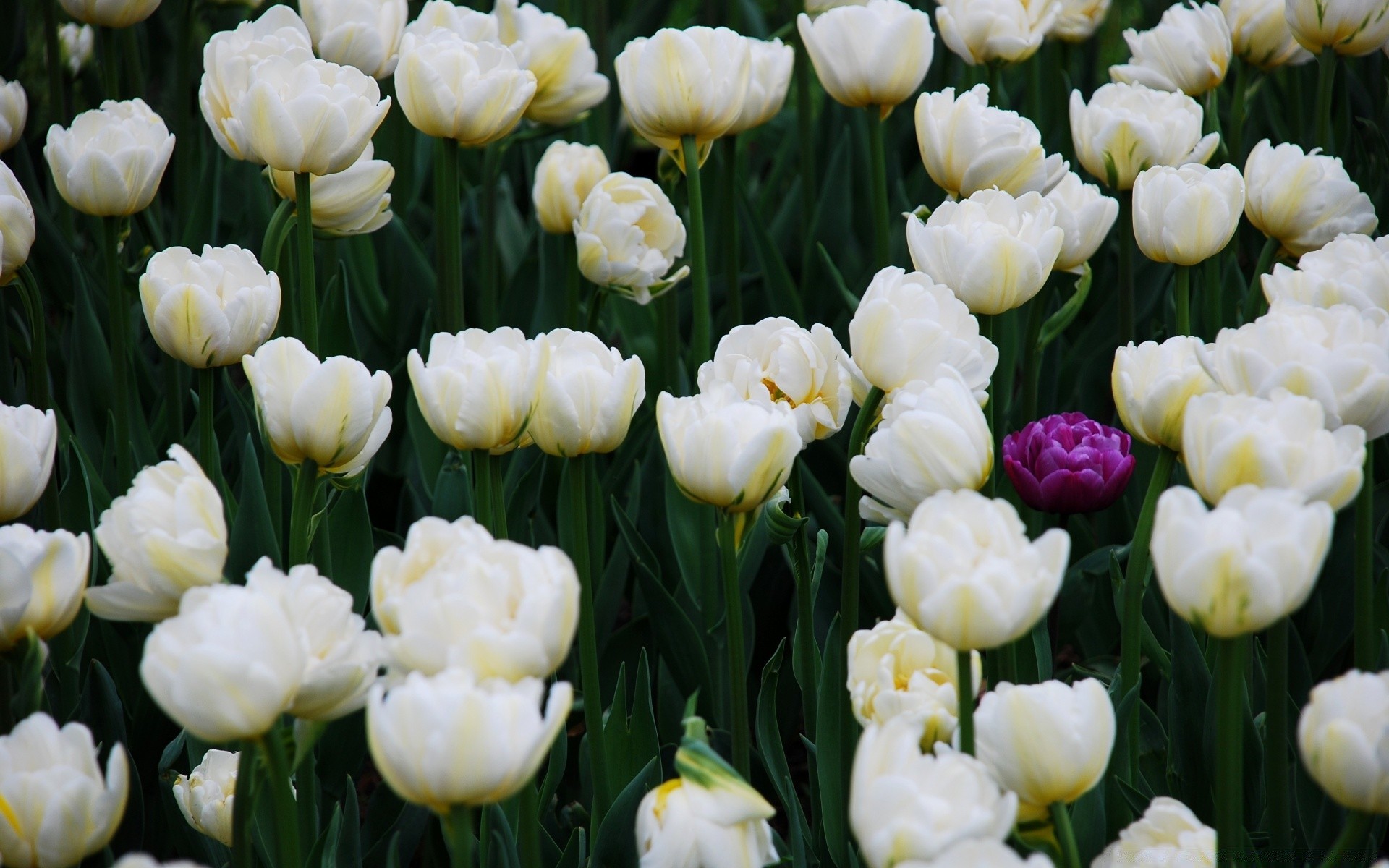 flowers tulip nature flower garden flora floral summer leaf petal blooming bouquet bright field color season husk bulb cluster romance