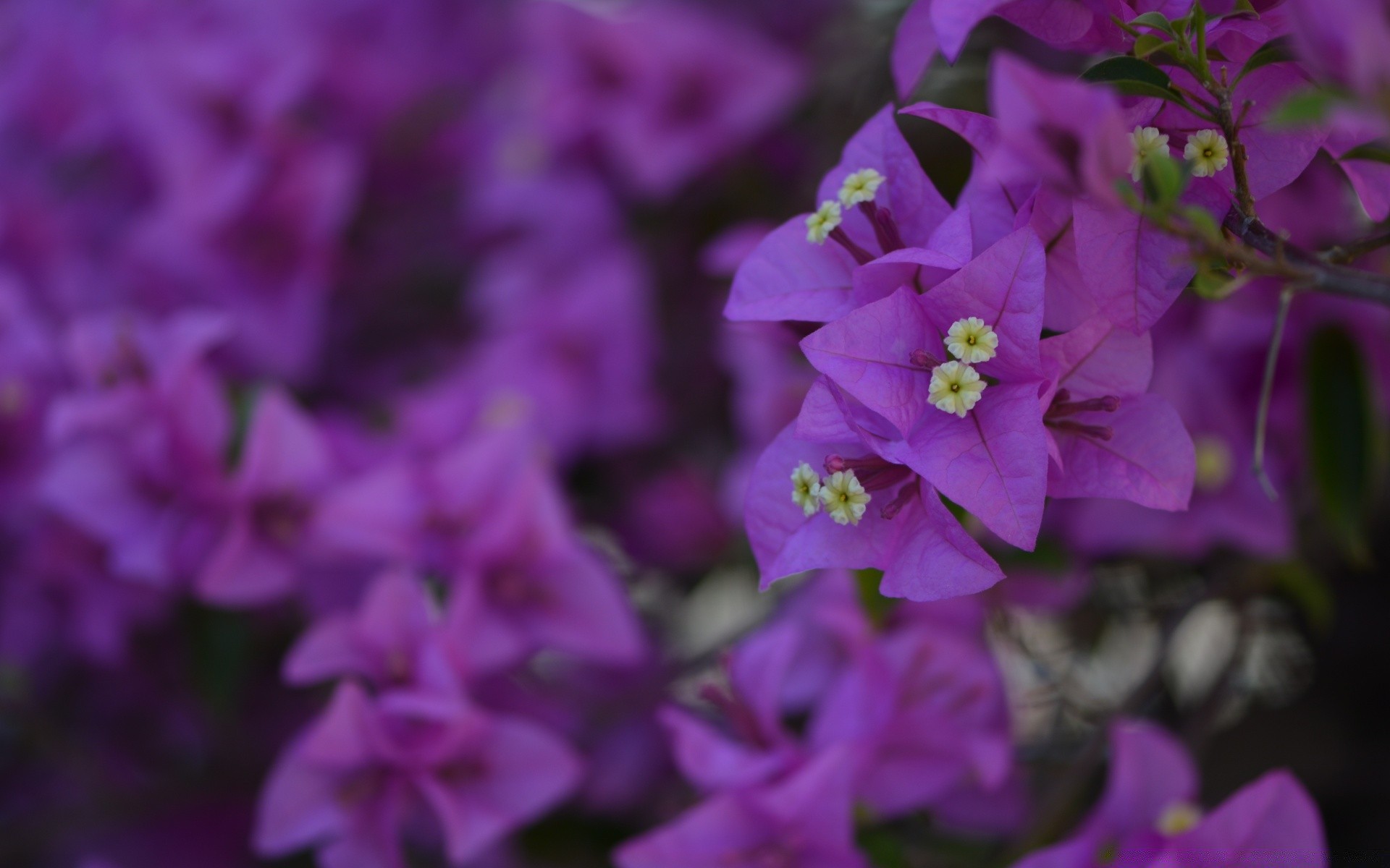 flores naturaleza flor flora jardín verano violeta al aire libre hoja pétalo crecimiento bluming color floral brillante