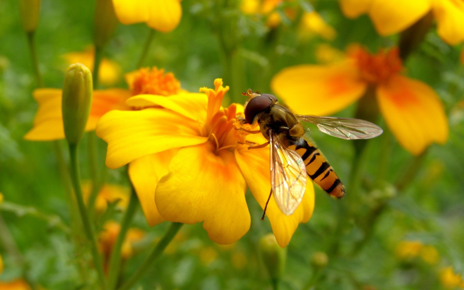 flowers nature flower insect summer garden bee pollen leaf outdoors flora bright honey color pollination petal close-up