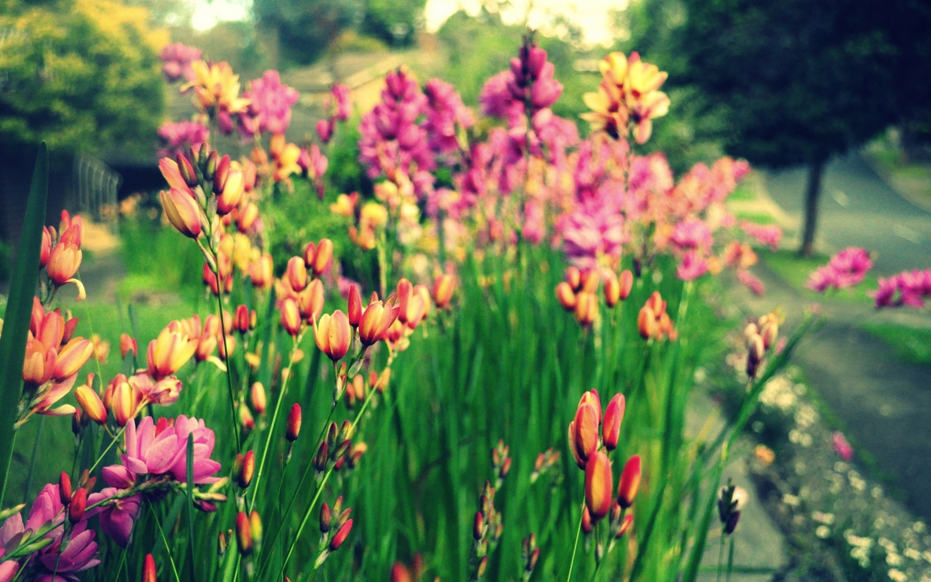 fleurs fleur nature jardin flore été tulipe herbe à l extérieur floral bluming feuille lumineux croissance saison champ pétale parc couleur foin