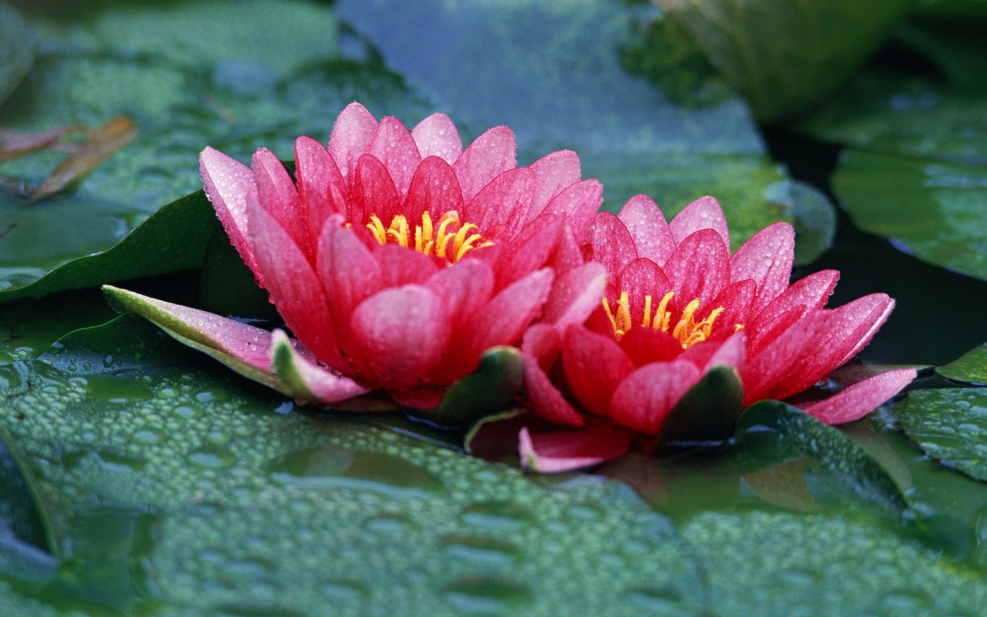 花 花 花瓣 花园 叶 自然 植物群 盛开 百合 池 莲花 禅宗 夏天 冥想 花卉 美丽 热带