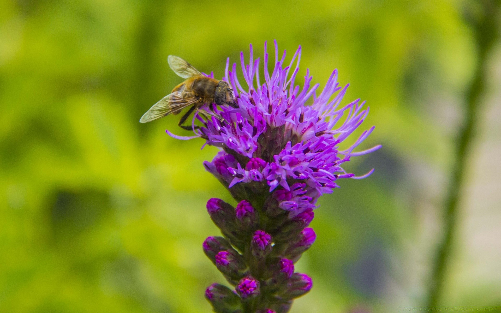 fleurs nature insecte été fleur abeille à l extérieur feuille flore jardin sauvage miel herbe pollen