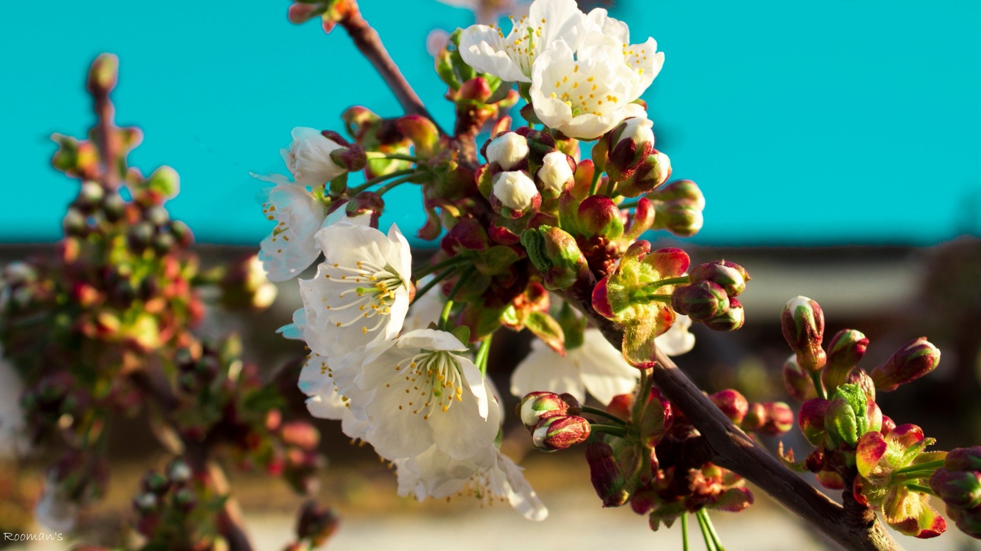 flowers flower nature tree branch cherry leaf outdoors flora apple garden summer season