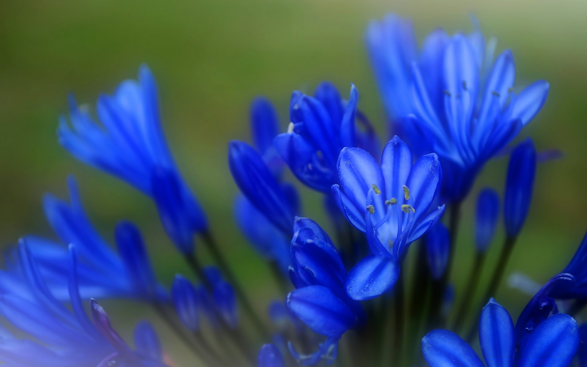 çiçekler çiçek doğa flora yaz bahçe çiçek taçyaprağı çiçek açan renk yakın çekim açık havada yaprak büyüme saman güzel sezon narin parlak kır çiçeği