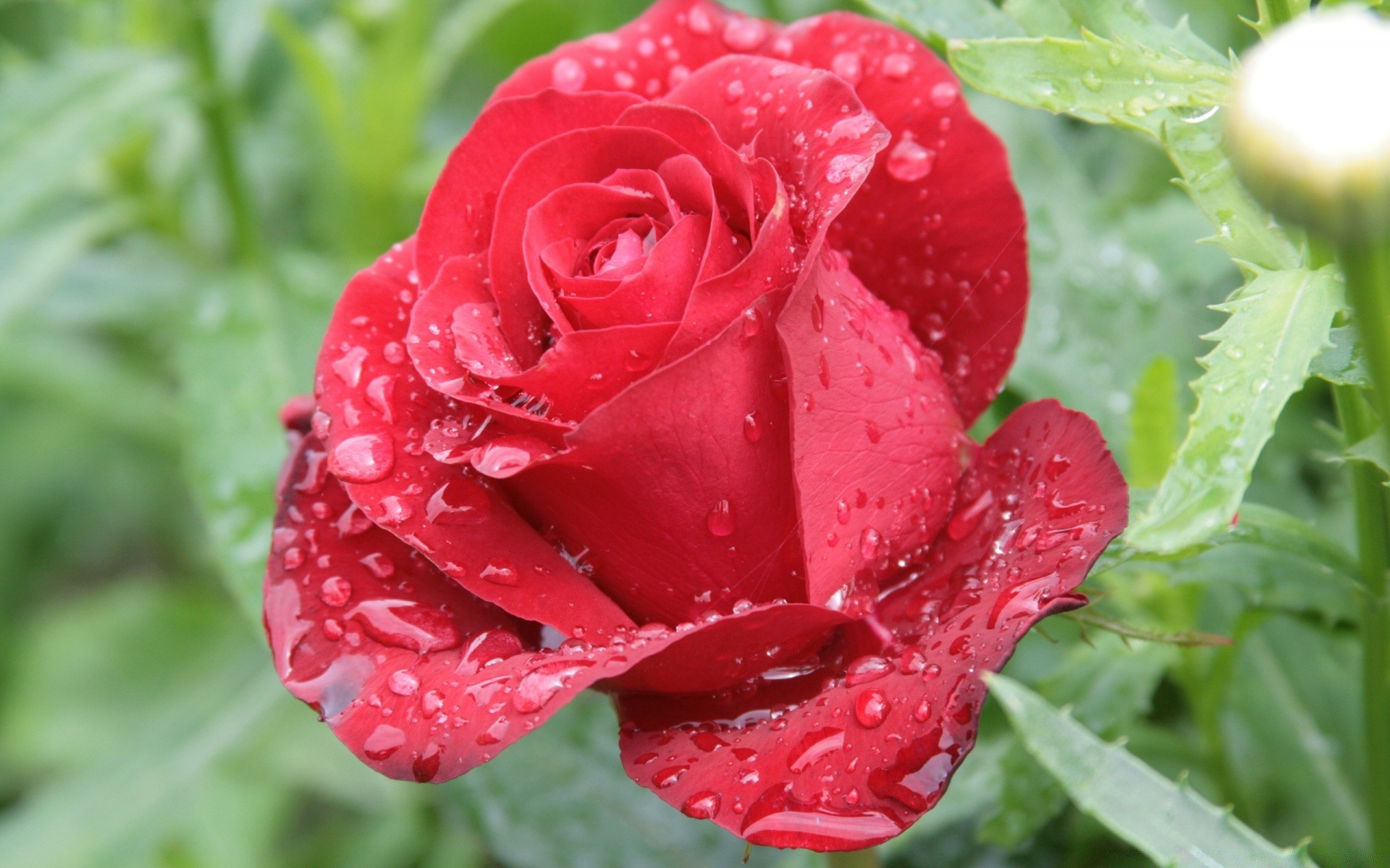 flowers nature leaf flower flora summer garden floral rose bright petal color dew close-up blooming beautiful