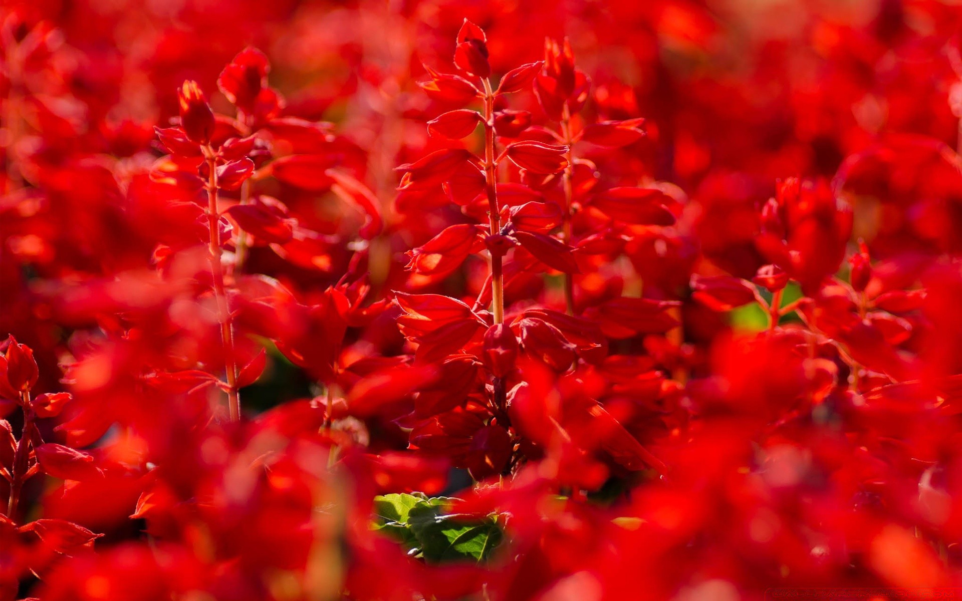 kwiaty kwiat natura ogród flora kolor płatek bluming liść jasny lato kwiatowy sezon