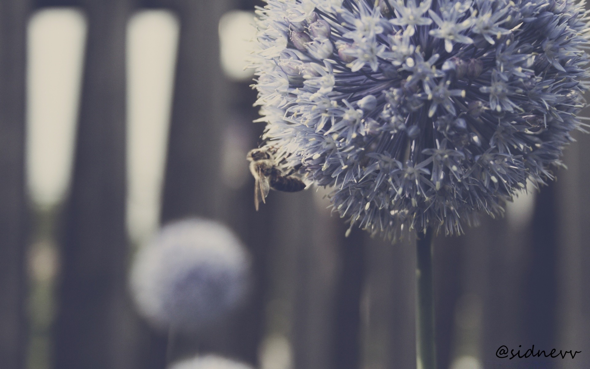 flowers nature flora flower outdoors blur leaf summer delicate winter growth