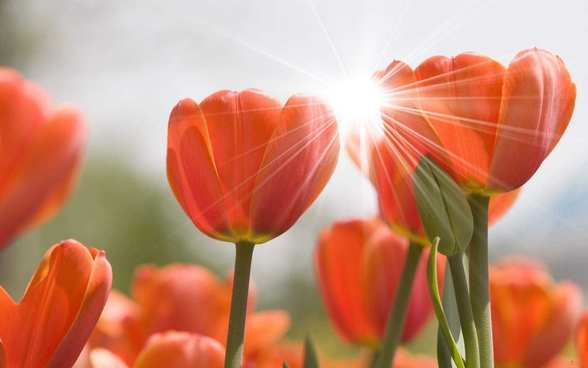 blumen natur tulpe hell sommer blume flora blatt farbe gutes wetter garten ostern im freien wachstum sonne unschärfe