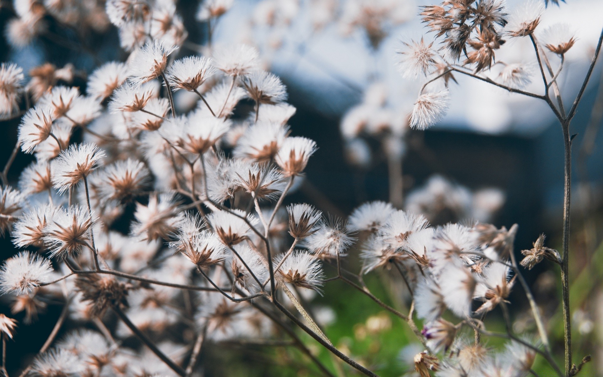 flowers flower flora nature seed season close-up summer outdoors growth garden color bright blooming floral grass delicate dandelion beautiful downy