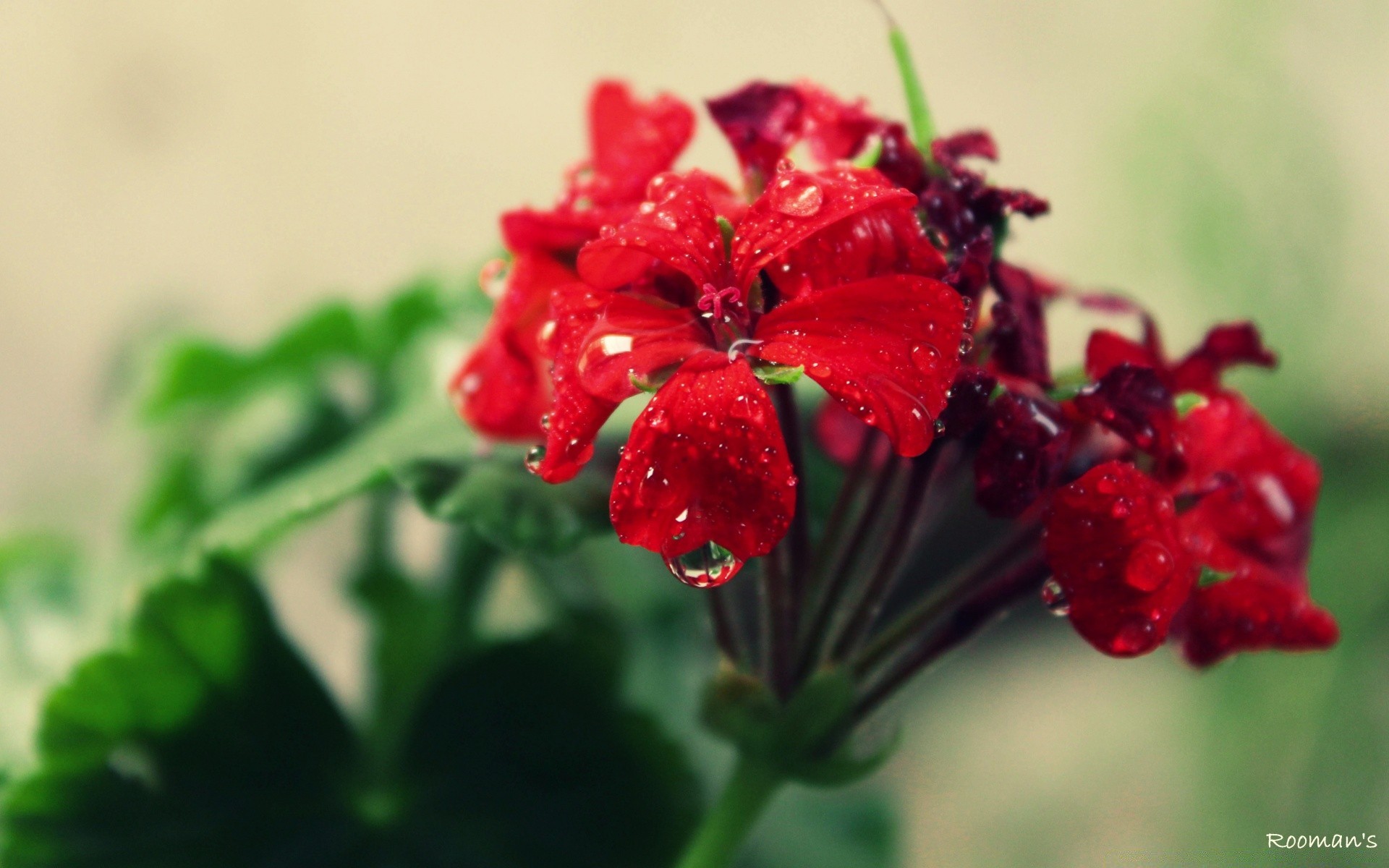 花 自然 叶 花 夏天 花园 模糊 植物 明亮