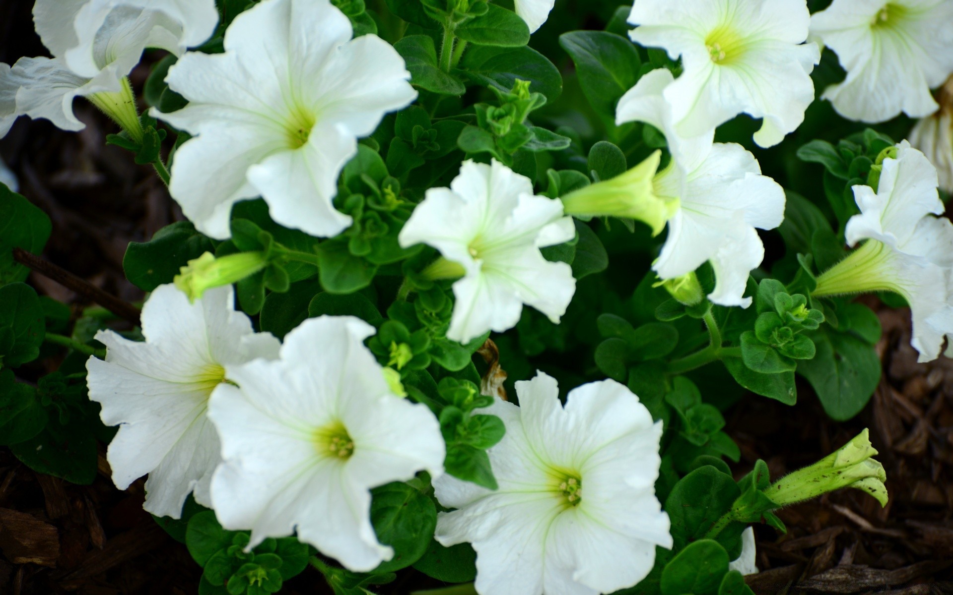 fleurs nature flore fleur jardin feuille été bluming pétale gros plan couleur