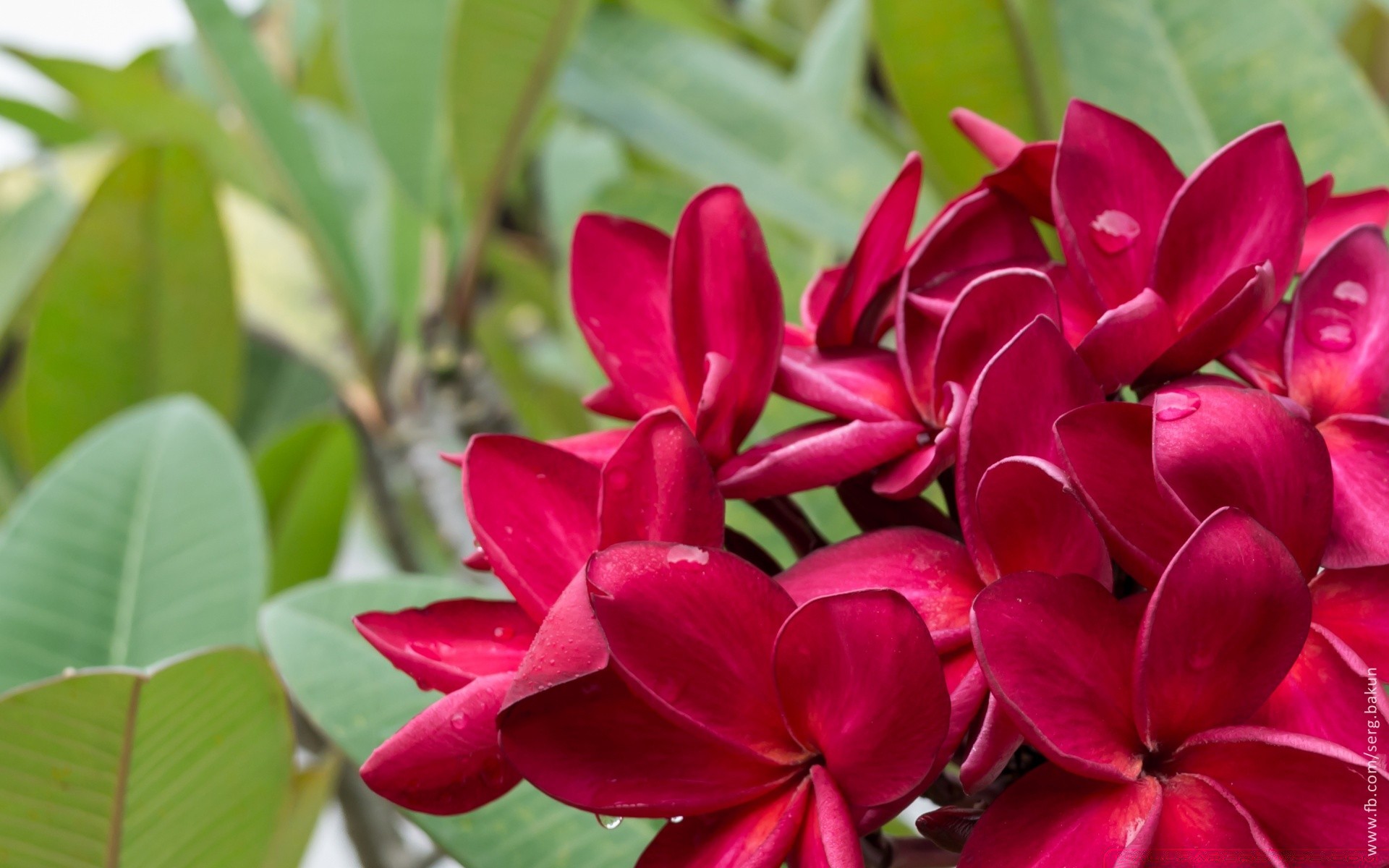 kwiaty natura flora liść kwiat ogród lato tropikalny bluming kwiatowy kolor płatek piękny jasny wzrost botaniczny zbliżenie