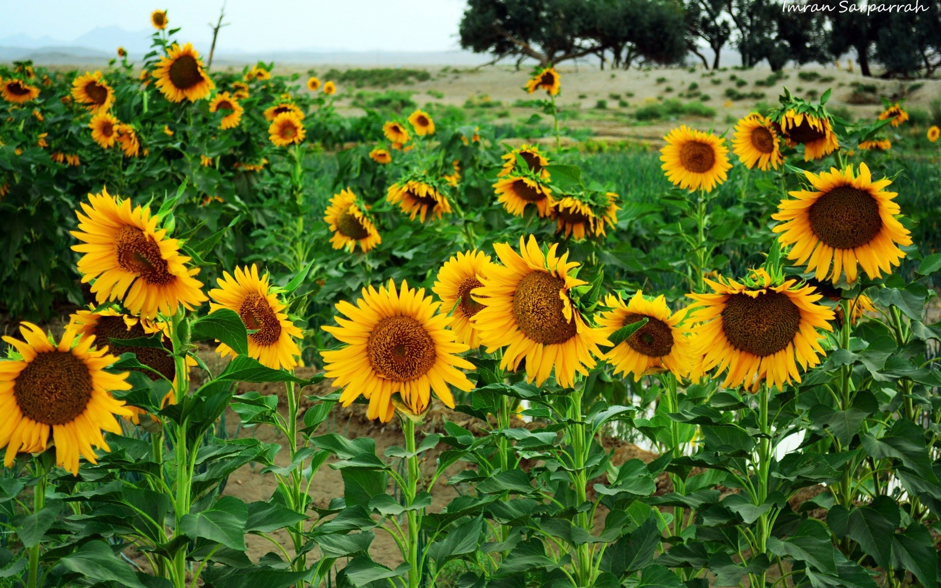 çiçekler flora çiçek yaz ayçiçeği doğa alan bahçe yaprak kırsal parlak çiçek saman güneşli büyüme yakın çekim açık havada renk tarım petal