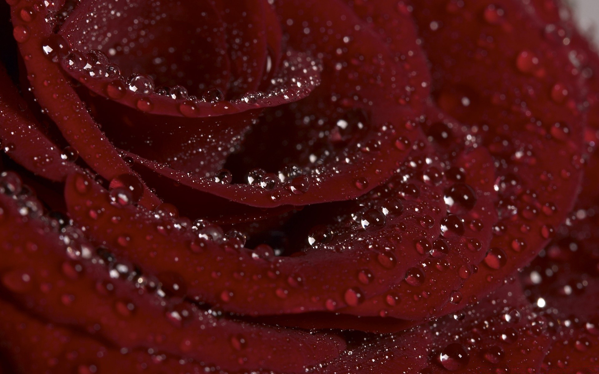 flowers dew drop rose close-up water wet rain flower color nature desktop gift romance perfume freshness love romantic garden droplet