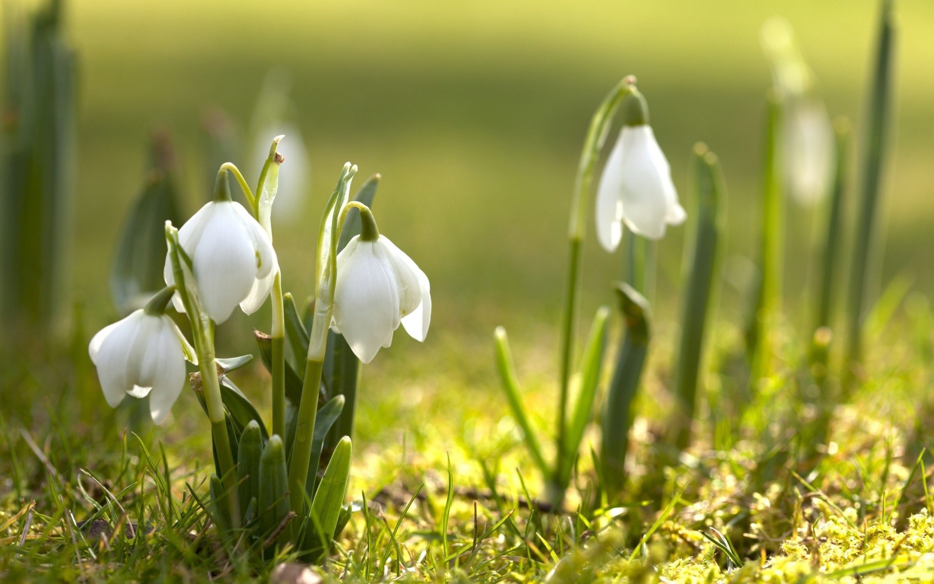 flowers grass nature hayfield outdoors flora leaf season growth fair weather garden flower bright little park field summer close-up springtime easter