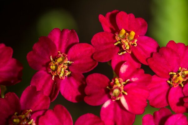 Hermosas flores fucsia