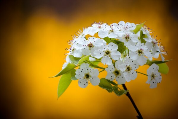 A twig with small white flowers