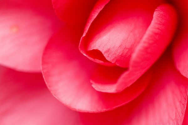 L amour à travers les fleurs