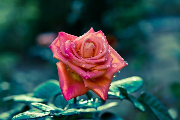 Pétales de rose dans des gouttes de rosée