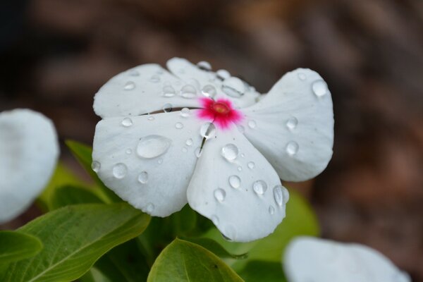 Macro photography of colors. Dew drops on a petal