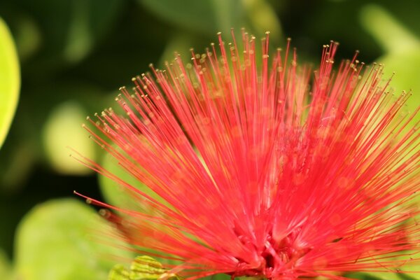 Interesante flor brillante sobre fondo verde