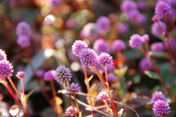 Makroaufnahmen von Blumen, Flora