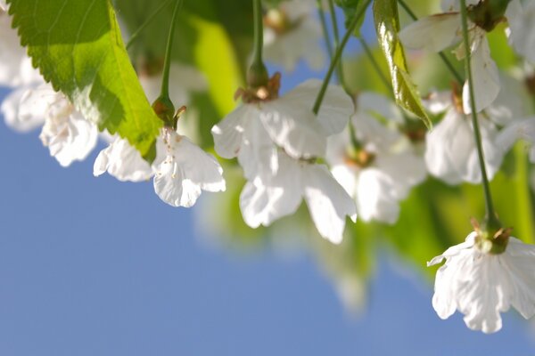 Cherry blossoms among the foliage on a blue sky background