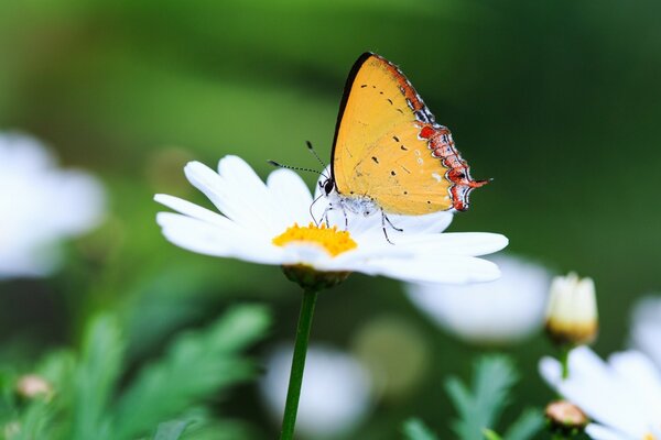 Schmetterling auf Gänseblümchen im grünen Feld