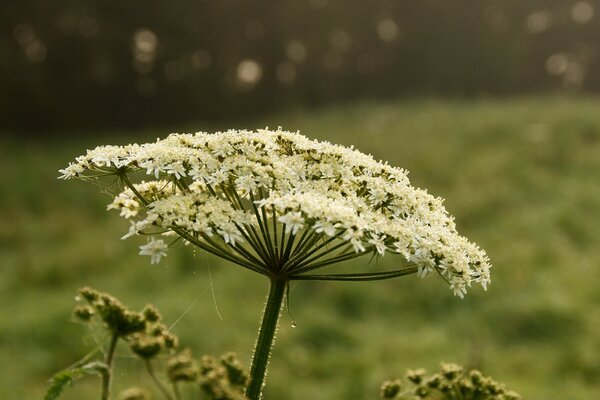 Morning dew falls on the flowers