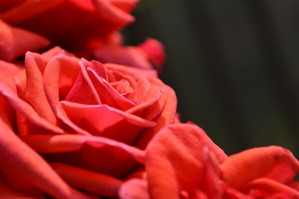 Rosas rojas, flores de amor ardiente