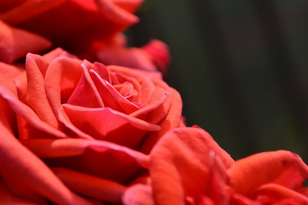 Czerwone róże, kwiaty ognistej miłości