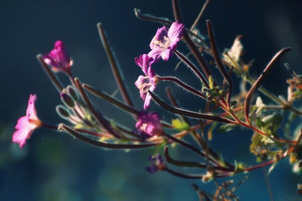 Purple flowers on twigs