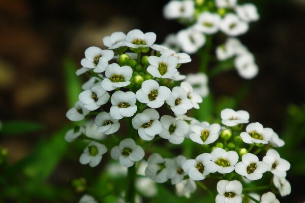 Weiße Blumen in der Natur