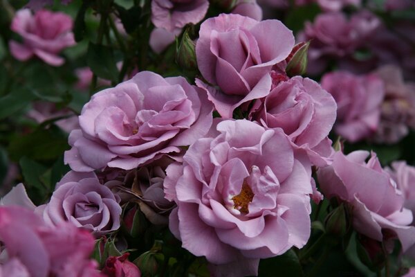 Flowers photographed in the style of macro photography