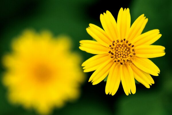 Yellow flower close-up