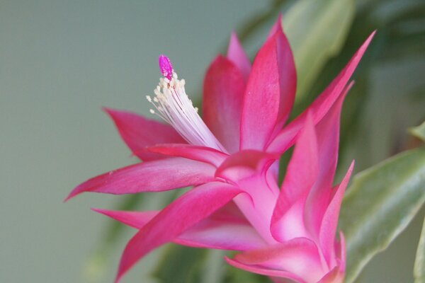 Pink flower. The blooming bud