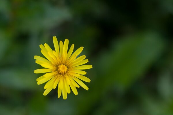 Zarte Blume auf grünem Hintergrund