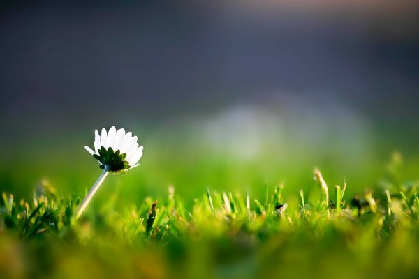 Foto di un fiore girato verso il sole nell erba