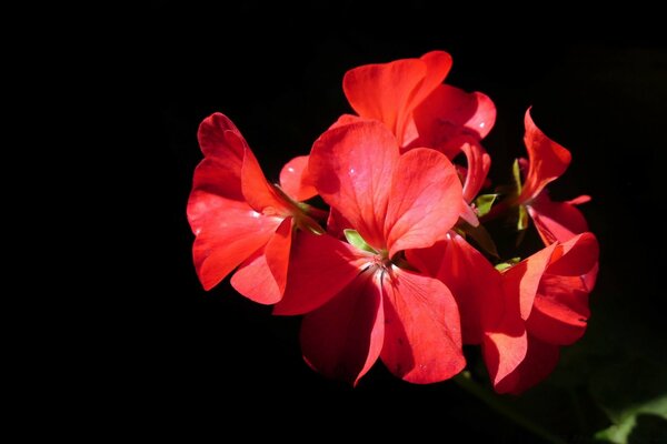 The radiance of a red bud in the sun