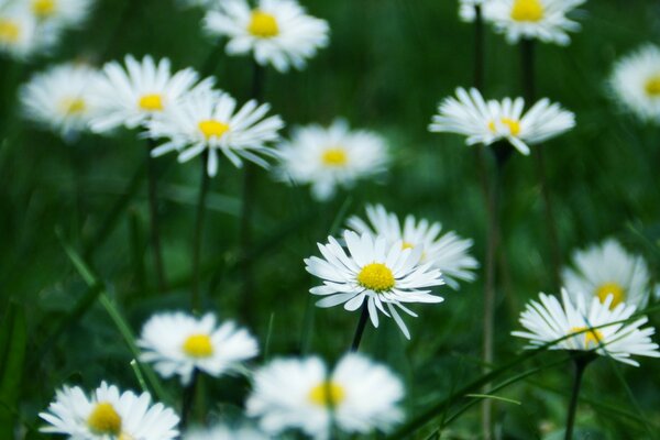 Marguerites blanches dans un champ vert