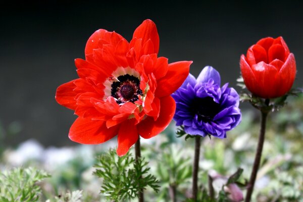 Die Blumen auf Ariroda sind besonders bunt