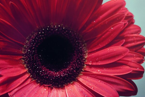 Grande e brillante fiore rosso