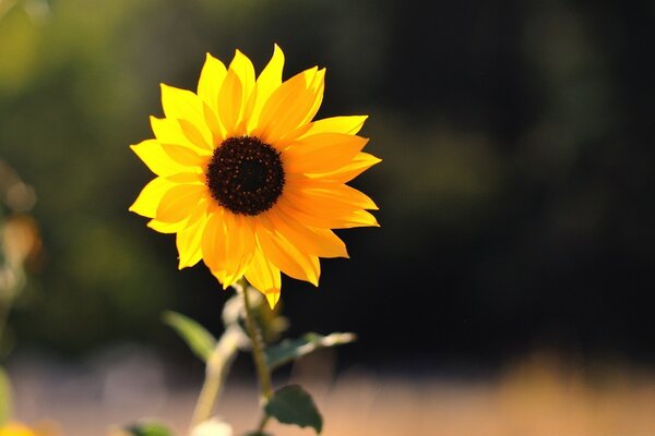 Yellow sunflower under the rays of the sun