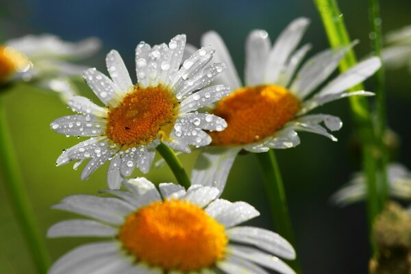 Three daisies with drops on the petals