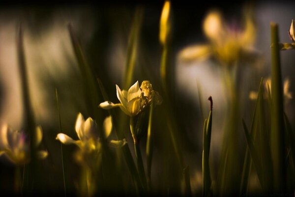 Flores amarelas vagas e verdes