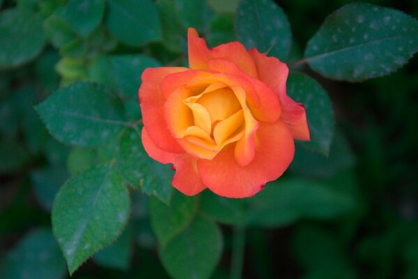 Uma rosa laranja em um arbusto