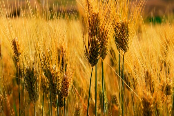 An ear of wheat in a wheat field